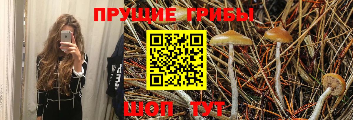 Псилоцибиновые грибы GOLDEN TEACHER Чапаевск